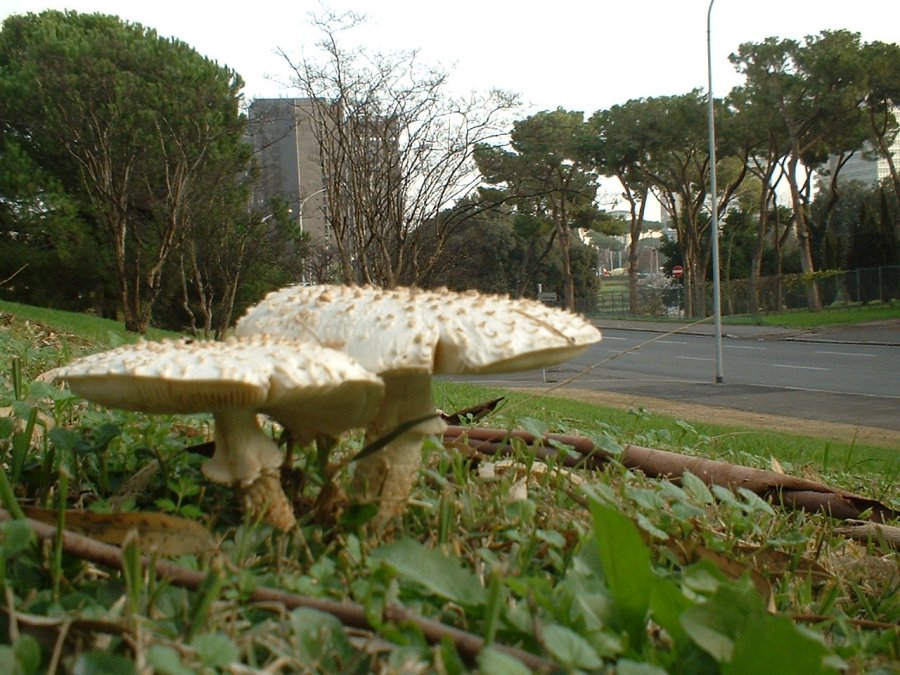 vittadini metropolitane